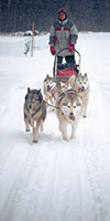 dog sledding