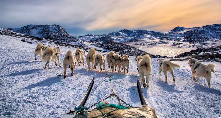 dogsledding